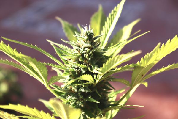 Fleurs de CBD : comment reconnaître une variété vraiment puissante